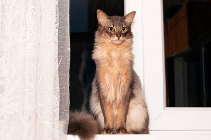 chats